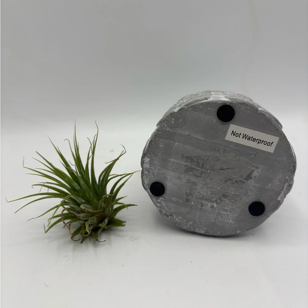 Modern Boho Live Air Plant - Grey Leaf Relief Concrete Pot